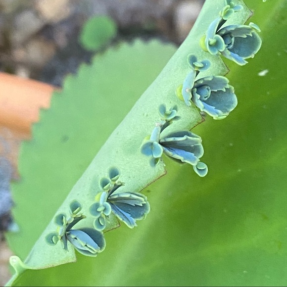 🌱3 LG Kalanchoe Mother of Thousands live Plants - Picture 15 of 16